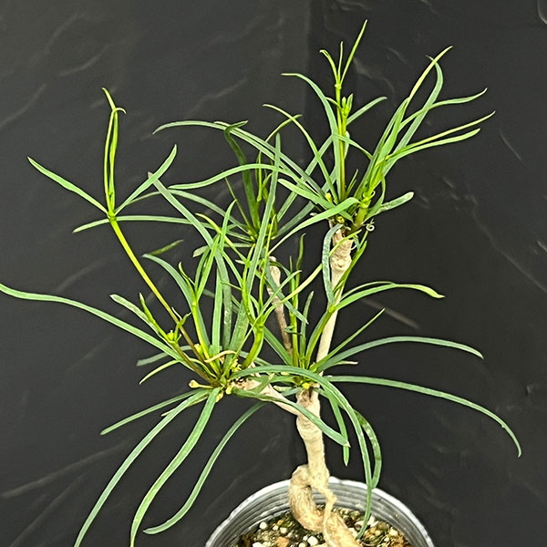 ユーフォルビア:ヘディオトイデス 3.5号鉢植え