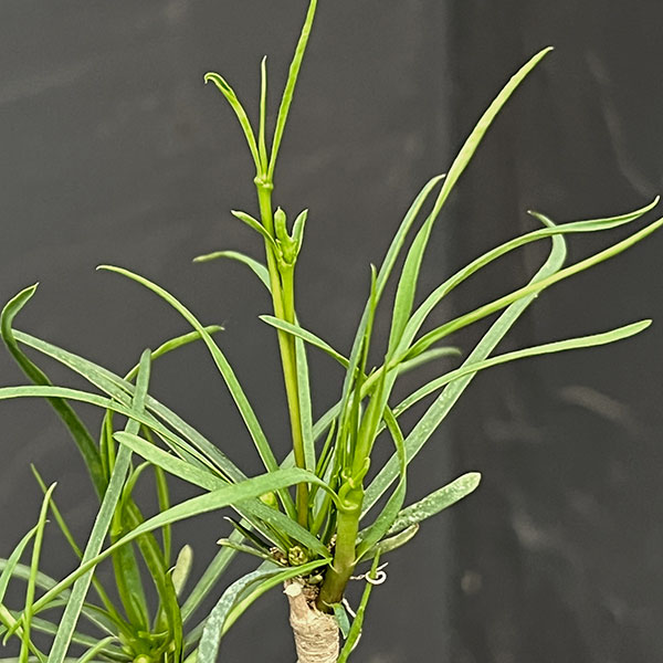ユーフォルビア:ヘディオトイデス 3.5号鉢植え