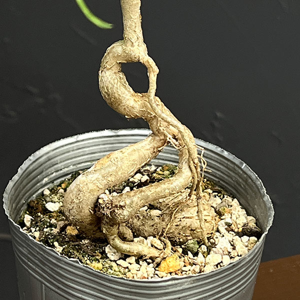 ユーフォルビア:ヘディオトイデス 3.5号鉢植え