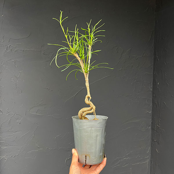 ユーフォルビア:ヘディオトイデス 3.5号鉢植え