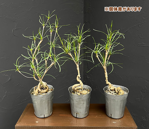 ユーフォルビア:ヘディオトイデス 3.5号鉢植え