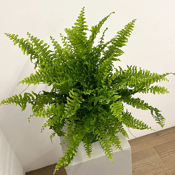 ネフロレピス:ツデー 5号鉢植え