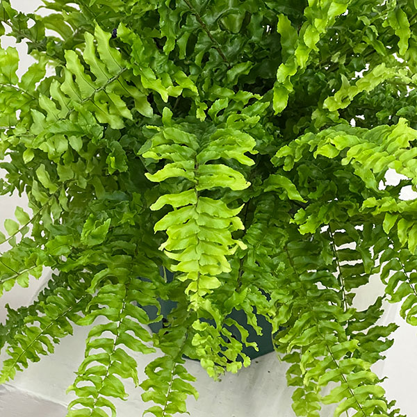 ネフロレピス:ツデー 5号鉢植え