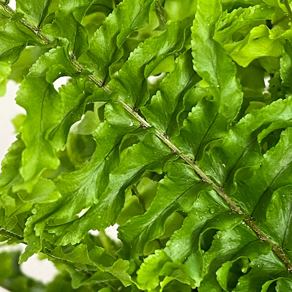 ネフロレピス:ツデー 5号鉢植え