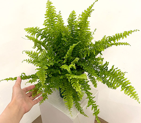 ネフロレピス:ツデー 5号鉢植え
