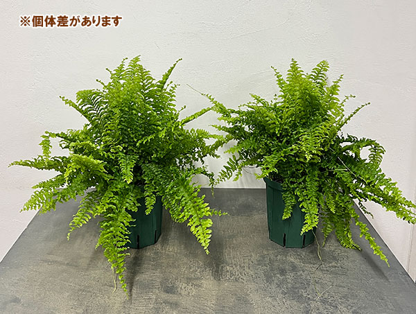 ネフロレピス:ツデー 5号鉢植え