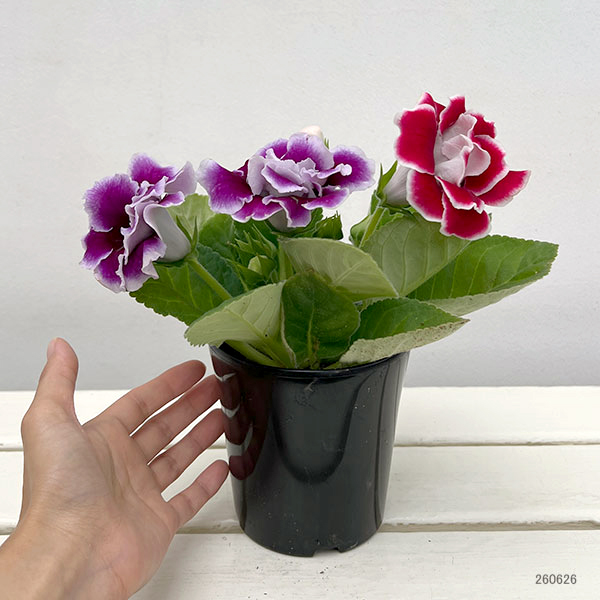 グロキシニア：2色咲き八重4号鉢植え