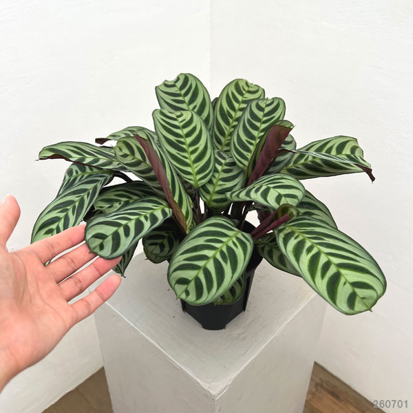 クテナンセ：ブルレーマルクシー　4号鉢植え
