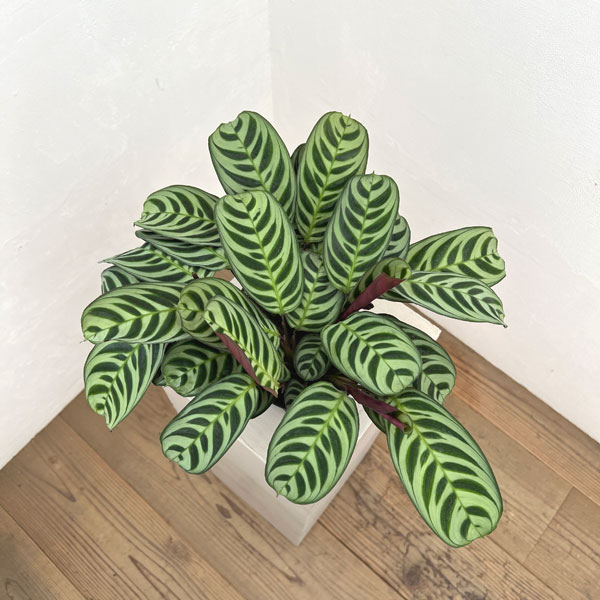 クテナンセ：ブルレーマルクシー　4号鉢植え