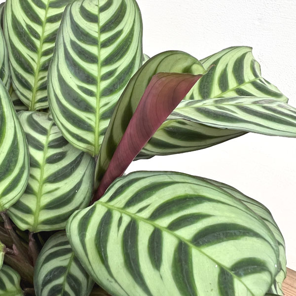 クテナンセ：ブルレーマルクシー　4号鉢植え
