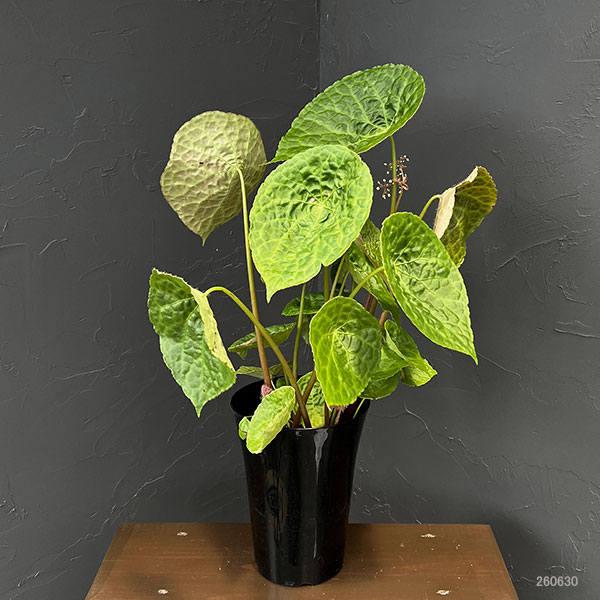 ベゴニア:フートエンシス 6号鉢植え