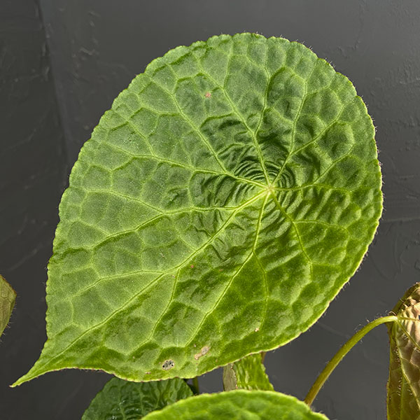 ベゴニア:フートエンシス 6号鉢植え