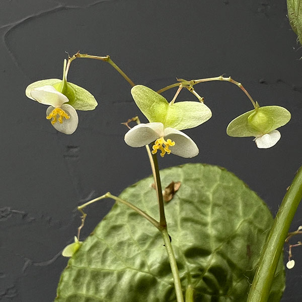 ベゴニア:フートエンシス 6号鉢植え