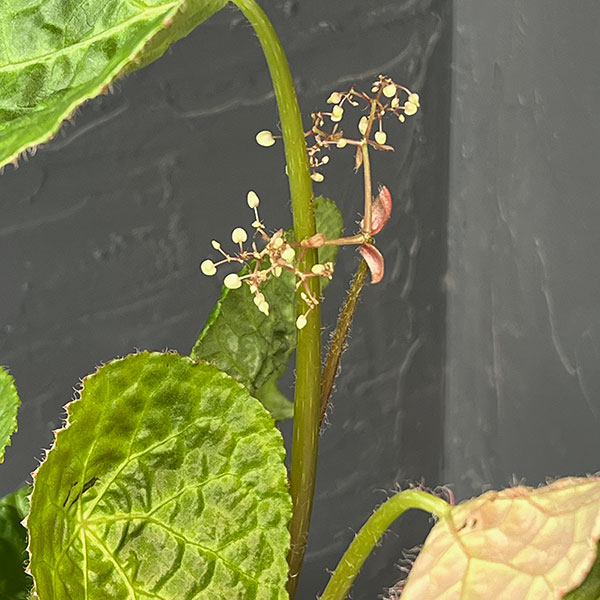 ベゴニア:フートエンシス 6号鉢植え
