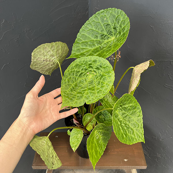ベゴニア:フートエンシス 6号鉢植え