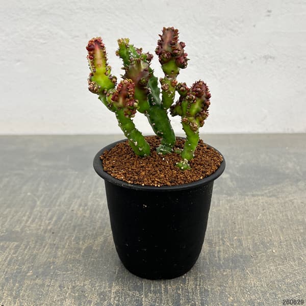 ユーフォルビア:エノプラモンスト 3号鉢植え