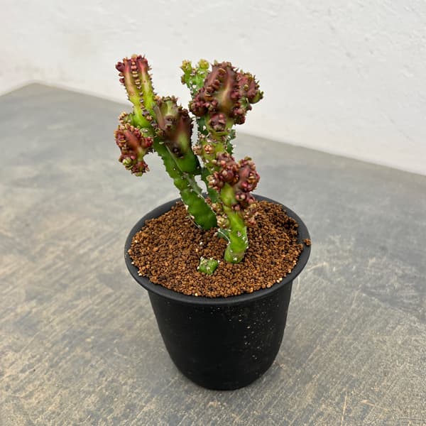 ユーフォルビア:エノプラモンスト 3号鉢植え