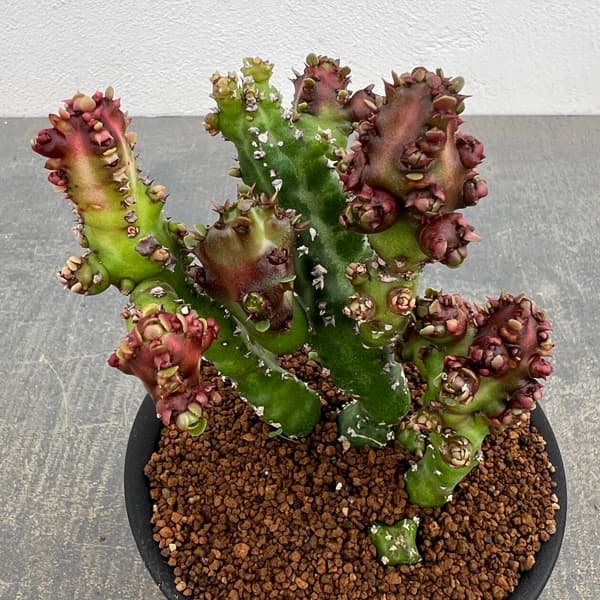 ユーフォルビア:エノプラモンスト 3号鉢植え