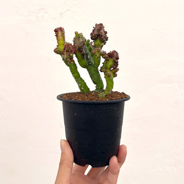ユーフォルビア:エノプラモンスト 3号鉢植え