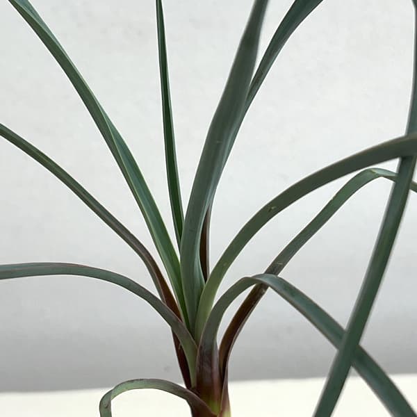ユッカ:リギダ3号鉢植え