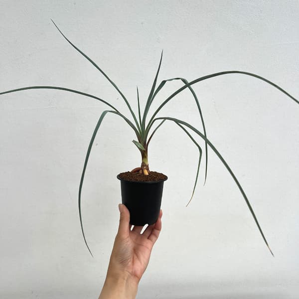 ユッカ:リギダ3号鉢植え