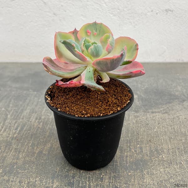エケベリア:ビヨンセ錦 3号鉢植え