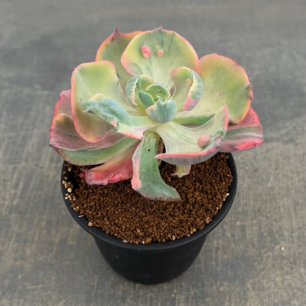 エケベリア:ビヨンセ錦 3号鉢植え