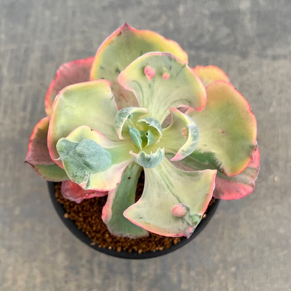 エケベリア:ビヨンセ錦 3号鉢植え