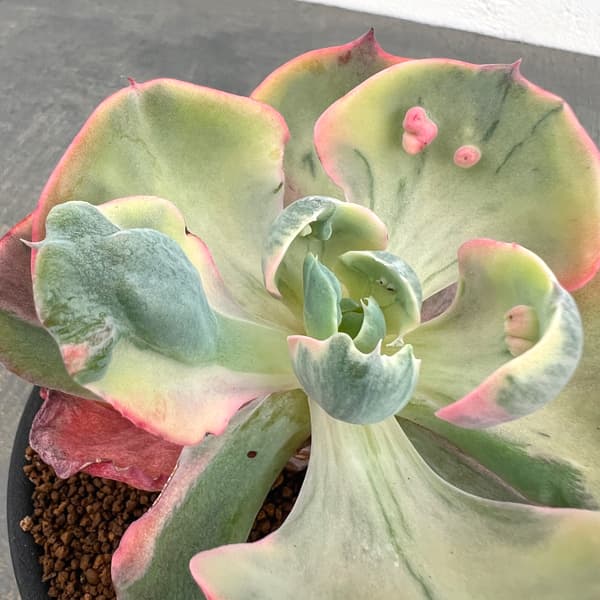 エケベリア:ビヨンセ錦 3号鉢植え