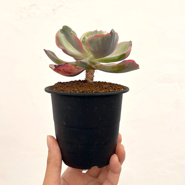 エケベリア:ビヨンセ錦 3号鉢植え