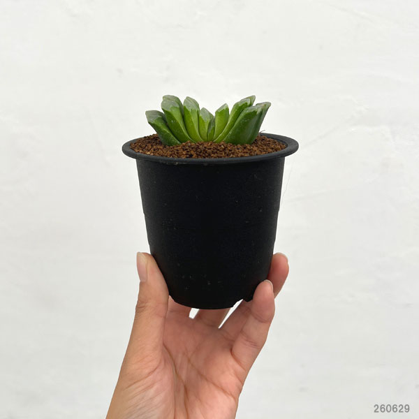 ハオルチア:グリーン玉扇 3号鉢植え