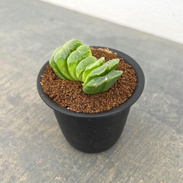ハオルチア:グリーン玉扇 3号鉢植え
