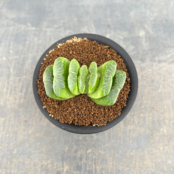 ハオルチア:グリーン玉扇 3号鉢植え