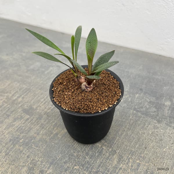レデボウリア:ガルピニー 3号鉢植え