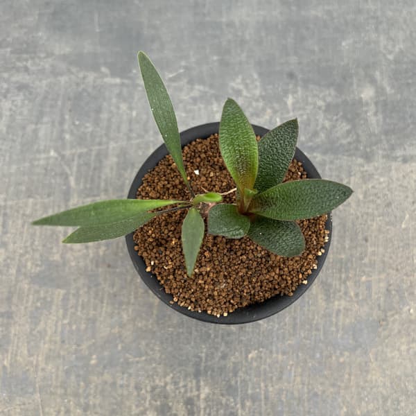 レデボウリア:ガルピニー 3号鉢植え