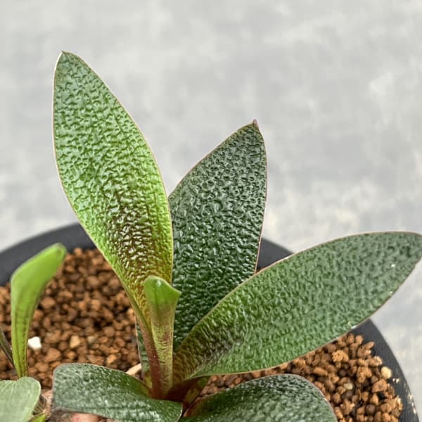 レデボウリア:ガルピニー 3号鉢植え