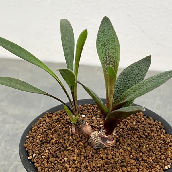 レデボウリア:ガルピニー 3号鉢植え
