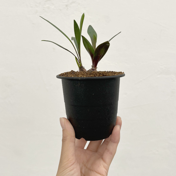 レデボウリア:ガルピニー 3号鉢植え