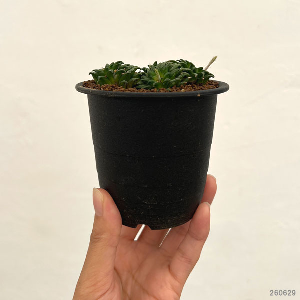 ハオルチア:パークシアナ 3号鉢植え