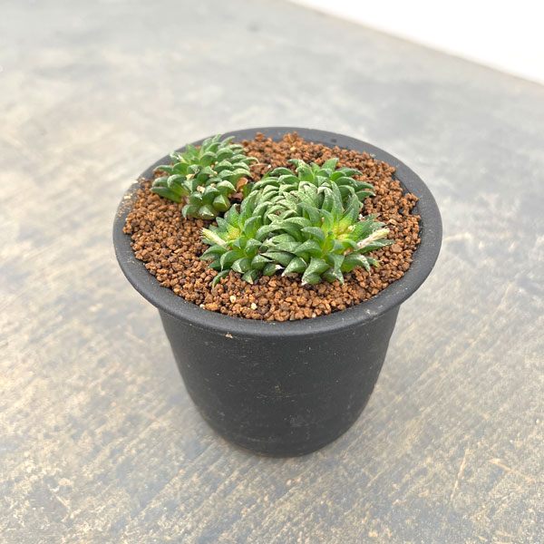 ハオルチア:パークシアナ 3号鉢植え