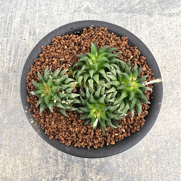ハオルチア:パークシアナ 3号鉢植え