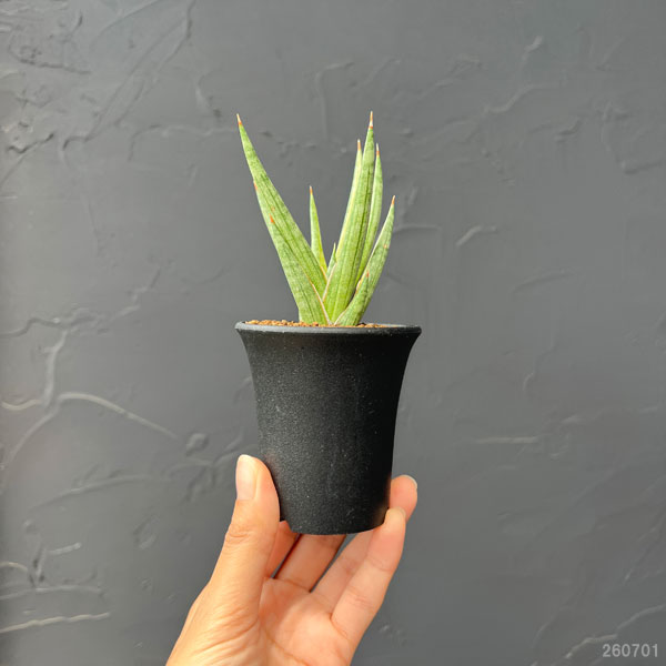 サンセベリア：フランシシー　バリエガータ　3号鉢植え