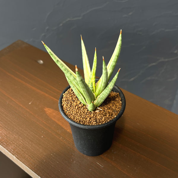 サンセベリア：フランシシー　バリエガータ　3号鉢植え