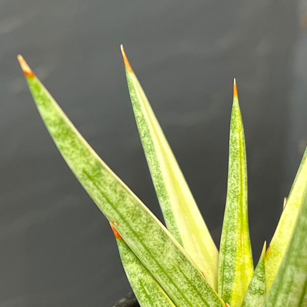 サンセベリア：フランシシー　バリエガータ　3号鉢植え