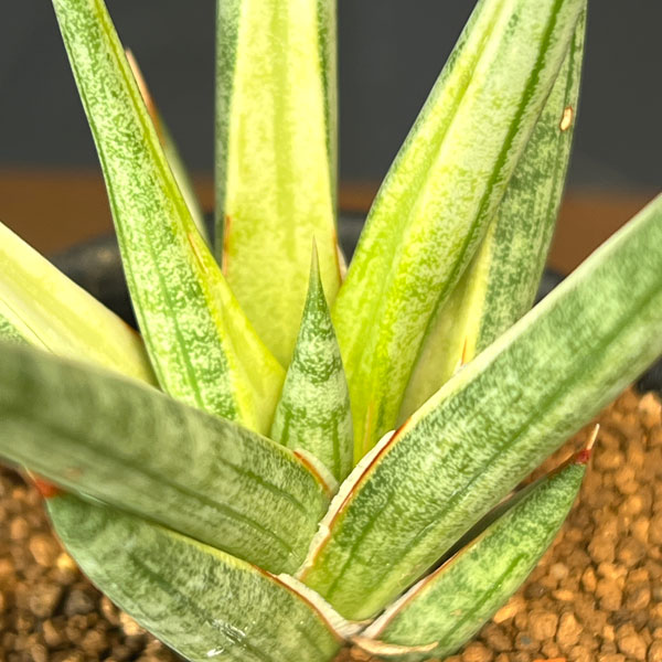 サンセベリア：フランシシー　バリエガータ　3号鉢植え
