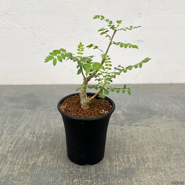 ボスウェリア:ネグレクタ 2.5号鉢植え*