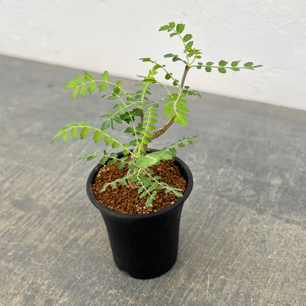 ボスウェリア:ネグレクタ 2.5号鉢植え*