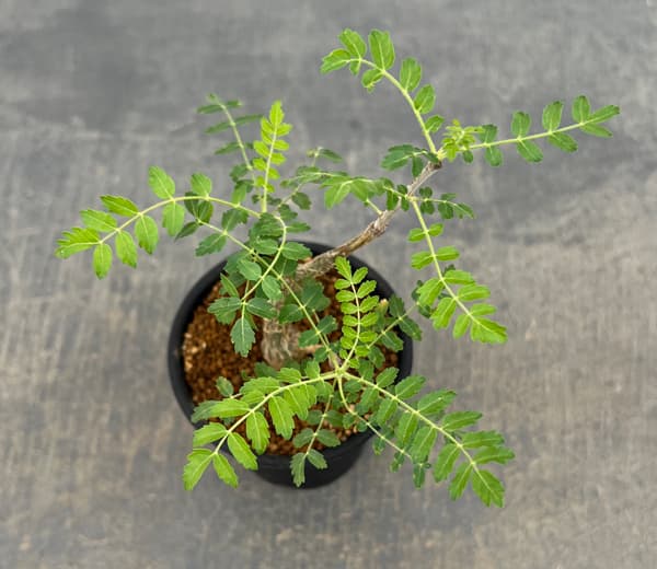 ボスウェリア:ネグレクタ 2.5号鉢植え*