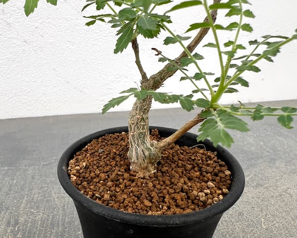 ボスウェリア:ネグレクタ 2.5号鉢植え*