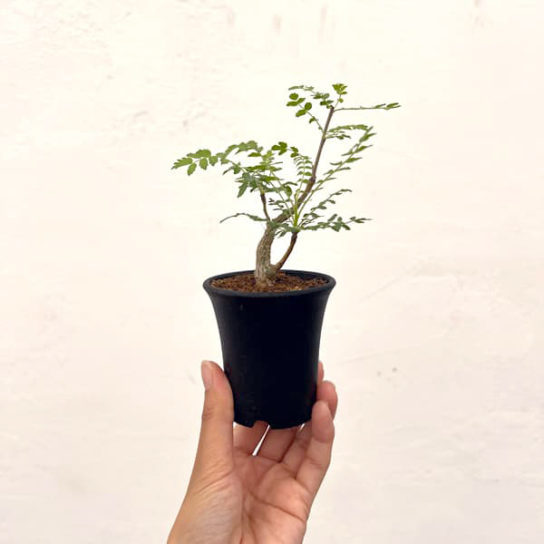 ボスウェリア:ネグレクタ 2.5号鉢植え*